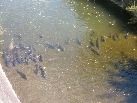 [������ѿ�]